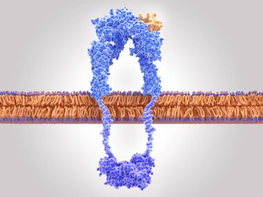 Insulin receptor activated by insulin binding clipart