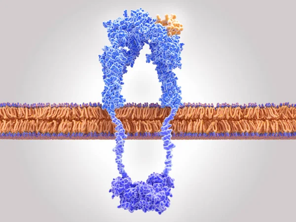 Insulin receptor activated by insulin binding — Stock Photo, Image