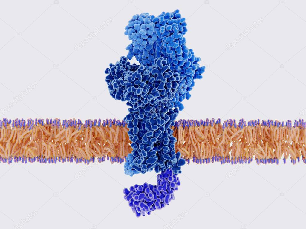 T-cell receptor bound to a cell membrane