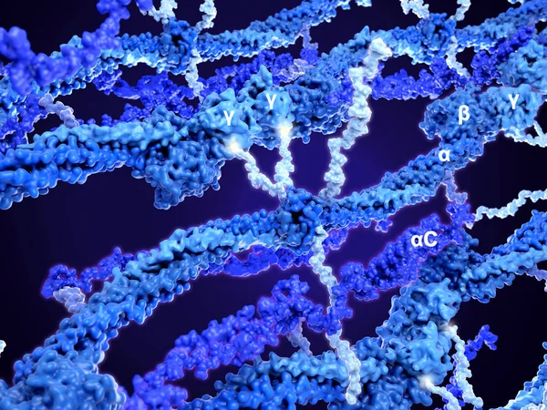 Struktura Fibrinového Polymeru Fibrinový Monomer Zvýrazněný Skládá Domén Uprostřed Jsou — Stock fotografie