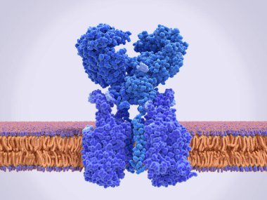 Anjiotensin, enzim 2 'yi (ACE2, mavi) amino asit taşıyıcısı BOAT 1 (menekşe) ile kompleks hale getirir. ACE2, kan basıncının kontrolünde yer alıyor ve insan hücrelerini enfekte etmek için SARS-CoV-2 virüsünün hedefi..