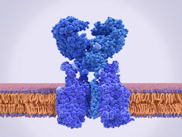 血管紧张素转化酶2 Ace2 Blue 与氨基酸转运体Boat 复合物 Ace2参与控制血压 是Sars Cov 2病毒感染人类细胞的靶点 — 图库照片