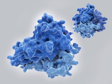 The tumor necrosis factor. TNF is a homotrimeric cytokine involved in inflammation processes. TNF main role is the regulation of immune cells. PDB entry 1tnf clipart