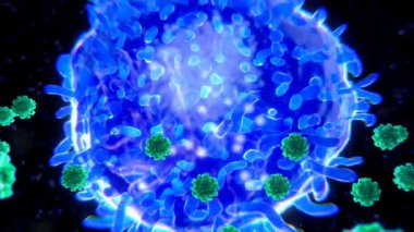 SARS-CoV-2 virüslerini hedef alan T hücresi uzun vadeli bağışıklık gelişiminde anahtar rol oynar. Coronavirus 'a kadar. Yardımcı T hücreleri B hücrelerini ve diğer bağışıklık hücrelerini uyarırken, öldürücü T hücreleri enfekte hücreleri hedef alır ve yok eder.. 