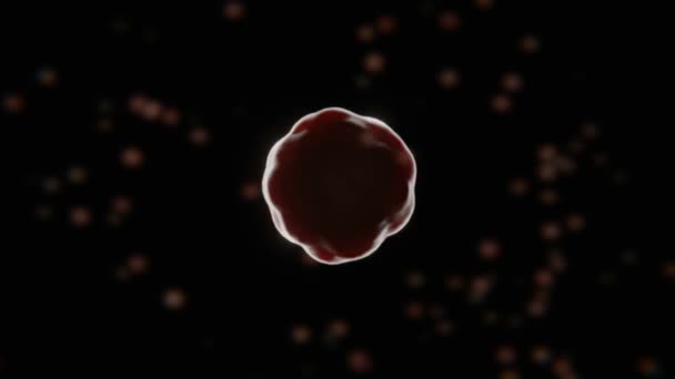 Stadien Des Embryowachstums Von Morula Blastozyste Zeitraffer Animation — Stockvideo