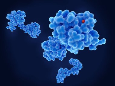 Calmodulin, önemli bir haberci proteini.