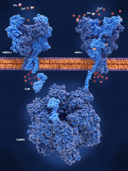 Long Term Potentation Ltp Key Actor Molecules Ltp Persistent Strengthening — Stock Photo, Image