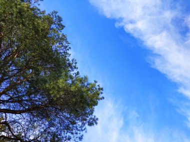 Mavi gökyüzü arka plan bulutlar ile. Gökyüzü bulutlu bir ağaç.