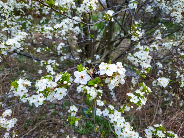 Belle cerise d'oiseau en fleur blanche au printemps ensoleillé. Cerisier d'oiseau blanc. Cerisier d'oiseau en fleurs. Fleurs oiseau cerisier. Printemps — Photo