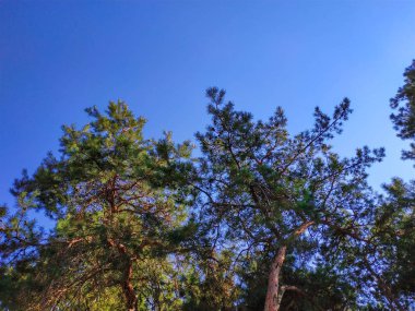 Mavi güneşli bir gökyüzünde bahar ağaçları, manzara. Arka plan.