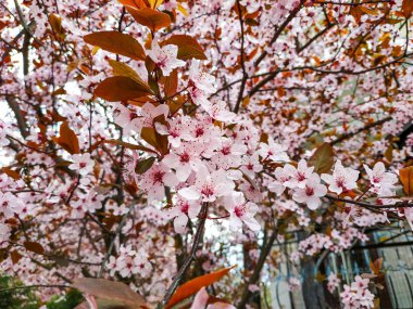 Bahar güneşli bir günde gül güzel çiçekli kuş kiraz. Beyaz kuş kirazı. Çiçek açan kuş-kiraz. Çiçekler kuş kiraz ağacı. İlkbahar konsepti.