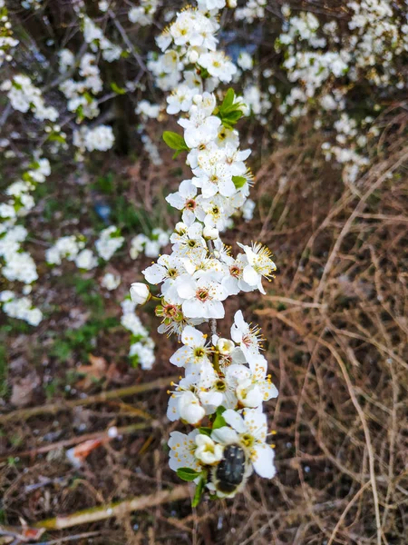 Belle cerise d'oiseau en fleur blanche au printemps ensoleillé. Cerisier d'oiseau blanc. Cerisier d'oiseau en fleurs. Fleurs oiseau cerisier. Printemps — Photo