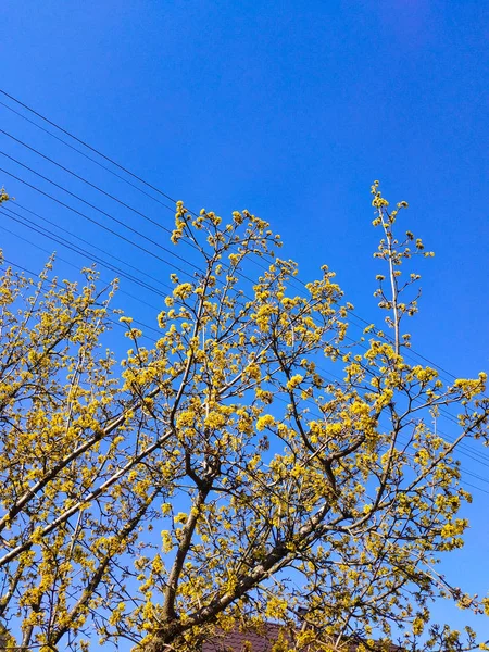 Árboles de primavera sobre un fondo de cielo azul soleado, paisaje. Contexto . — Foto de Stock