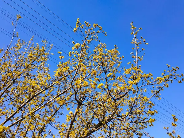 Arbres de printemps sur un fond de ciel bleu ensoleillé, paysage. Contexte . — Photo