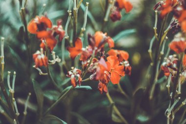  Güneşli yaz veya ilkbahar gününde bahçede çiçek. Kartpostal güzellik dekorasyon ve tarım konsept tasarımı için Çiçek.