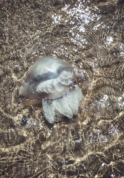 Dead jellyfish in shallow water. Jellyfish Rhizostoma root rope, thrown to the shore of the sea. Dead jellyfish. — Stock Photo, Image
