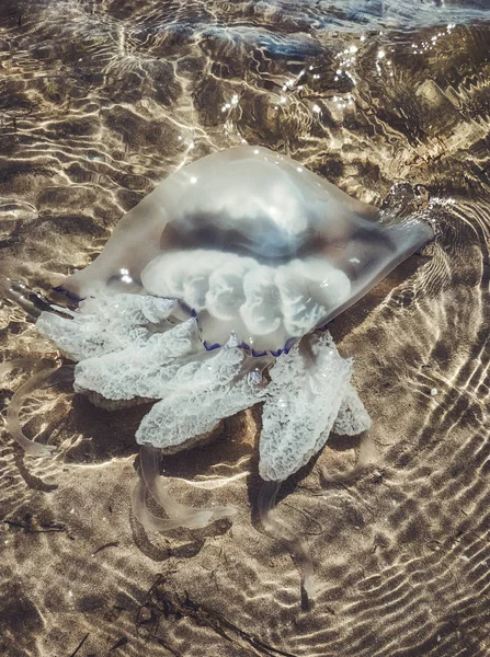 Dead jellyfish in shallow water. Jellyfish rhizomes of rhizostomy root, cast ashore. Dead jellyfish. — Stock Photo, Image