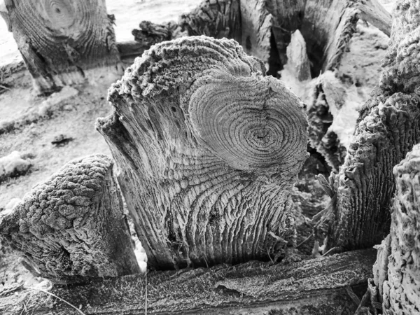 Die Textur des Baumes, den das Salz gespalten hat. — Stockfoto