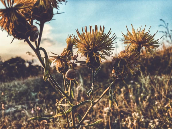 Fiori gialli estivi sul prato. Prato di fiori selvatici, prato di fiori, fiori selvatici . — Foto Stock