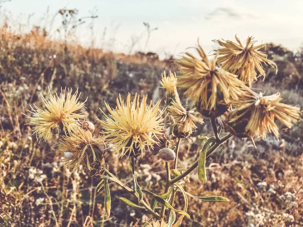 Fiori gialli estivi sul prato. Prato di fiori selvatici, prato di fiori, fiori selvatici . — Foto Stock