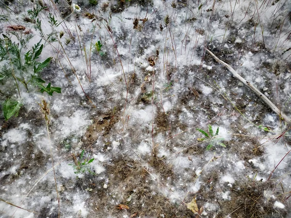 緑の草の間の枝にポプラのふわふわ。ポプラの木から白い綿毛, アレルギー症状. — ストック写真