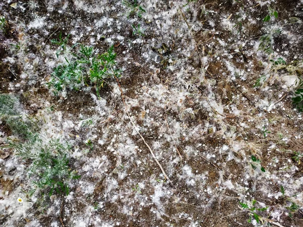 緑の草の間の枝にポプラのふわふわ。ポプラからの白い綿毛、アレルギー症状. — ストック写真