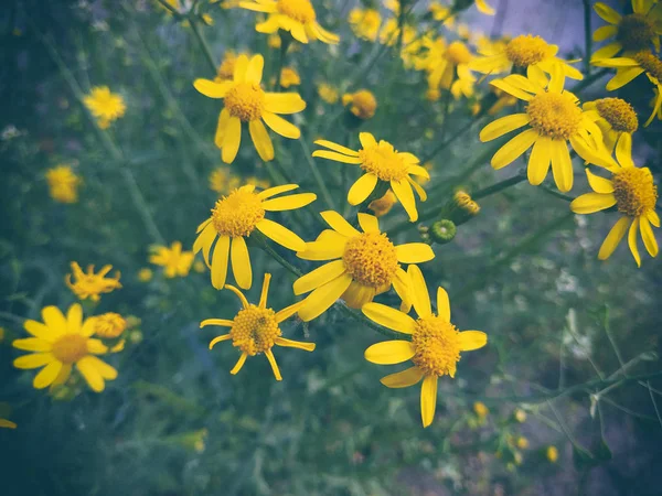 Margaridas amarelas. Fechar-se de flores amarelas em um fundo desfocado verde natural. Bela flor dourada na grama verde. Conceito de frescura — Fotografia de Stock