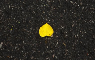Islak asfaltta parlak sarı bir çarşaf. Altın sonbahar güzelliği