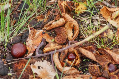 Düşen sonbahar yapraklarının renkli arkaplanı.