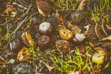 Sonbahar yapraklarının arka planında düşmüş kestaneler. Sonbaharda.