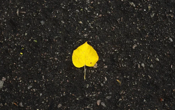 Islak asfaltta parlak sarı bir çarşaf. Altın sonbahar güzelliği — Stok fotoğraf
