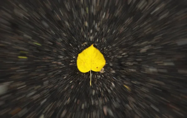 Leuchtend gelbes Blech auf dem nassen Asphalt. Goldener Herbst — Stockfoto