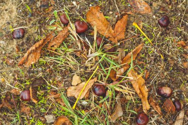Sonbahar yapraklarının arka planında düşmüş kestaneler. Sonbaharda.