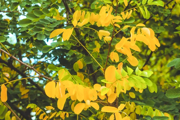 Autumn leaves with sunbeams. Copy space for text. Photograph of — Φωτογραφία Αρχείου