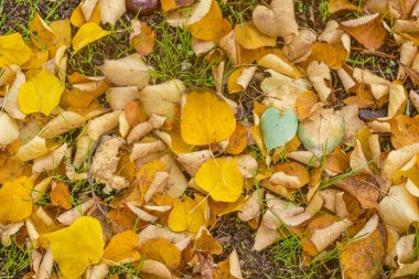 Sonbahar arkaplanı veya huş ağacının dokusu, karaağaç, kavak, akçaağaç