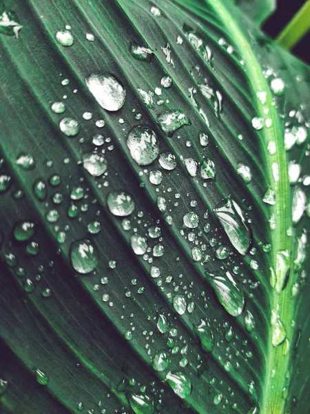 Капли дождя на фоне природных листьев. Пальмовые листья — стоковое фото