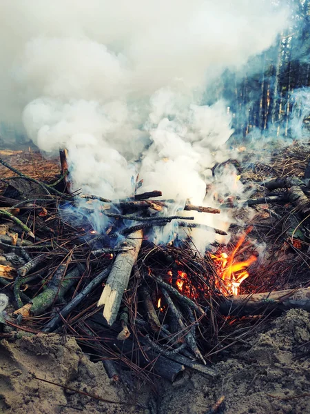 Firewood. Bonfire in nature on fire. Hot flame of fire. Forests burn because of humanity