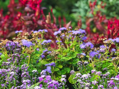 Bahar çayırı manzarası. Çiçeklere odaklan. Bahar doğası manzarası.
