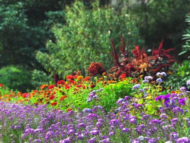 Bahar çayırı manzarası. Çiçeklere odaklan. Bahar doğası manzarası.
