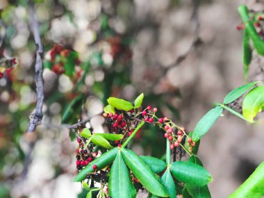 Bahar çayırı manzarası. Çiçeklere odaklan. Bahar doğası manzarası.