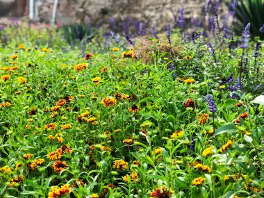 Bahar çayırı manzarası. Çiçeklere odaklan. Bahar doğası manzarası.