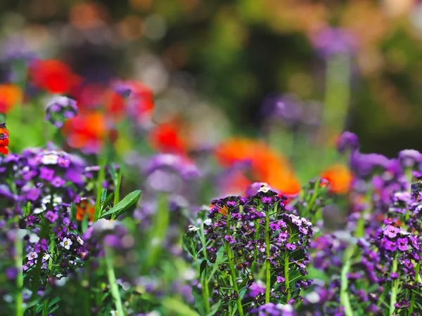 Primavera Prato Paesaggio Focus Selettivo Sui Fiori Vista Sulla Natura — Foto Stock