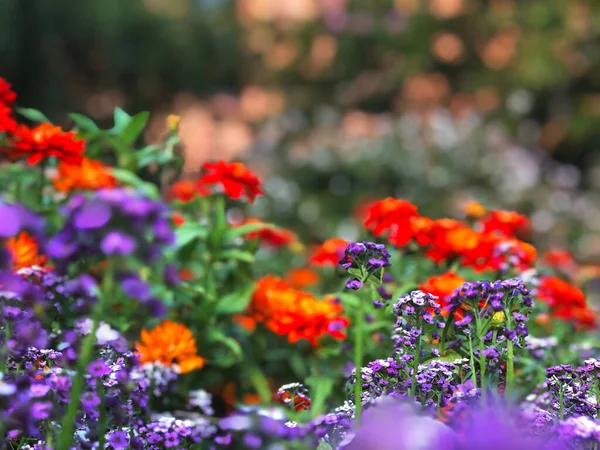 Bahar Çayırı Manzarası Çiçeklere Odaklan Bahar Doğası Manzarası Telifsiz Stok Fotoğraflar