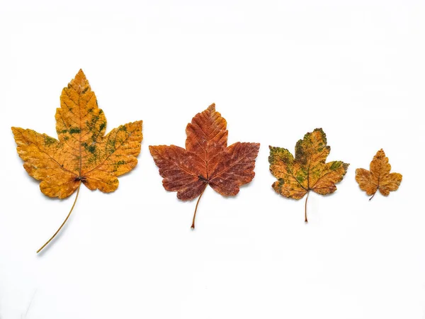 秋は白いシームレスなパターンの背景を残します カラフルなカエデの葉 季節の葉が背景に落ちる 秋の黄色赤 白に孤立したオレンジの葉 — ストック写真