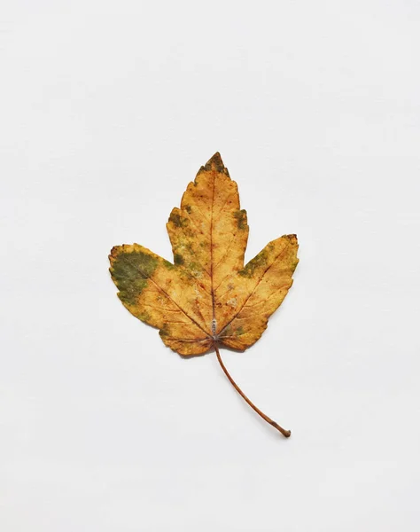 Bright Orange Maple Leaf White Background Isolated — Stock Photo, Image