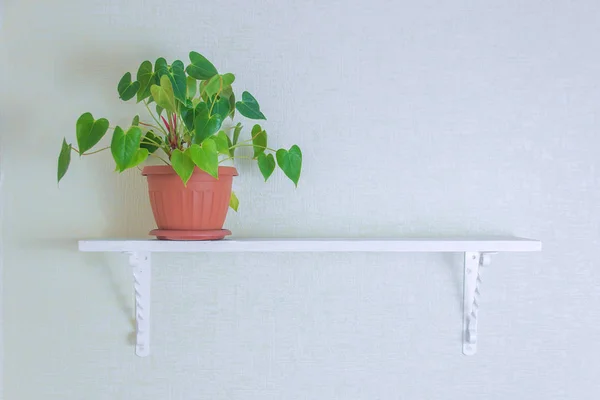 houseplant kopya alanı ile beyaz duvar ahşap raf şirin tencere. Minimalist tarzı dekorasyon.