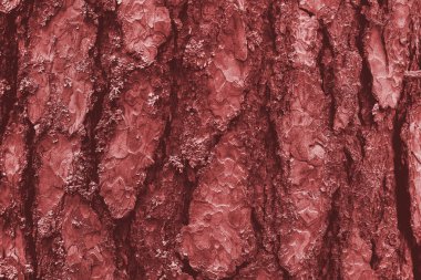 Eski ahşap kabuk dokusu veya arka plan. Kırmızı çam ağacı