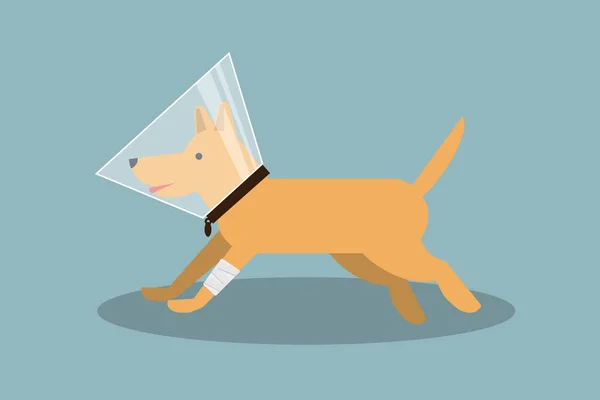 Bandajlı pençeli ve evcil hayvan konisi izole edilmiş, yürüyen kızıl köpek. Düz dizayn olarak stok vektör illüstrasyonu.
