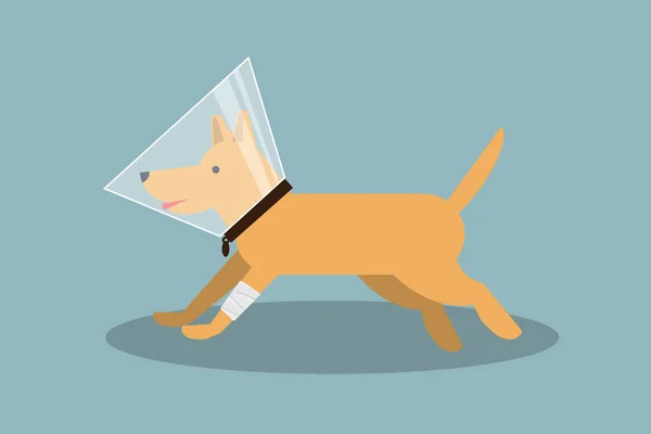 Perro pelirrojo paseante con pata vendada y cono de mascota de recuperación aislado. Ilustración de vector de stock en diseño plano . — Archivo Imágenes Vectoriales