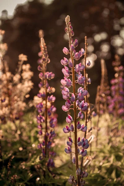 Lupin, lupin, champ de lupin avec des fleurs. Bunch de lupins fond de fleur d'été. — Photo